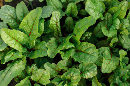 Chard growing in urban garden. Garden beet and salad leaves close up. Home grown food…